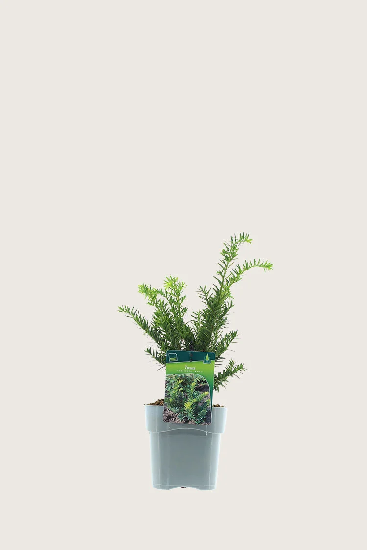 plantinavia20261015104101309567