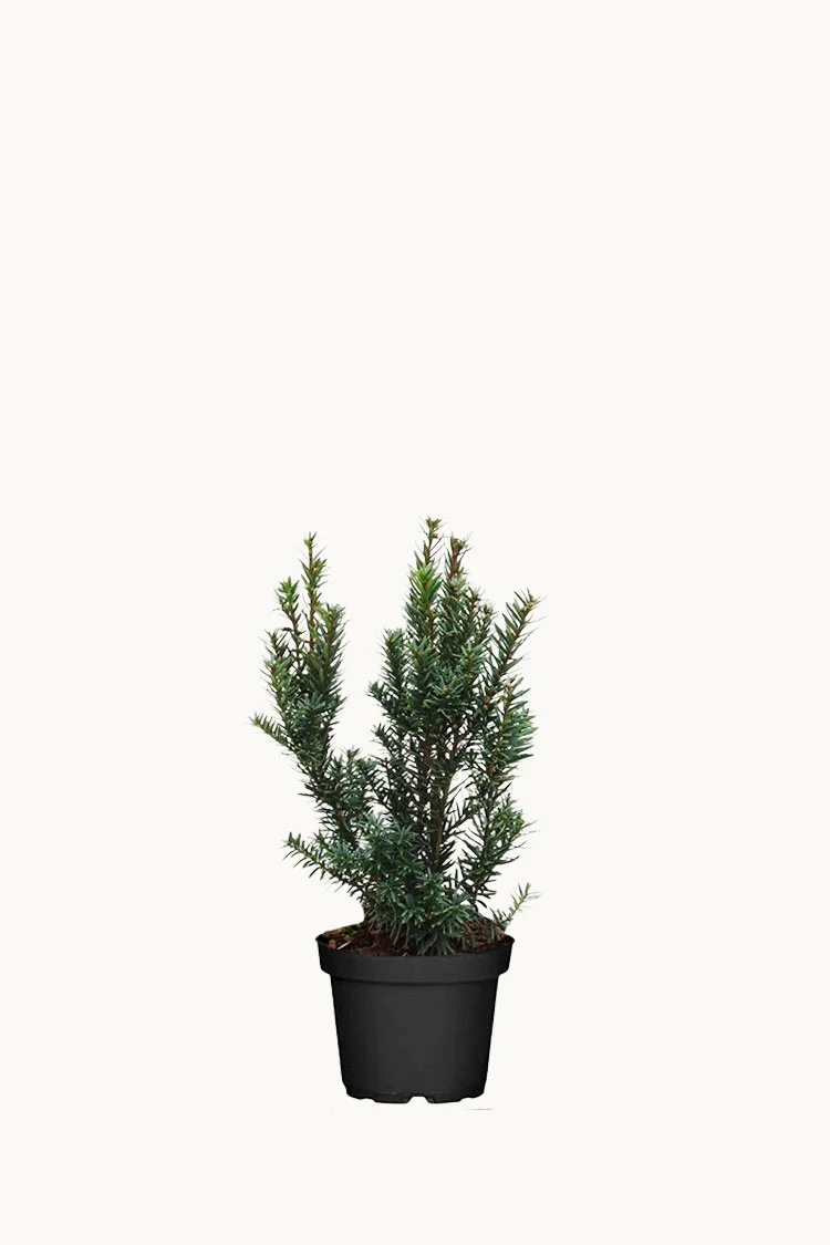 plantinavia20261015104102309571