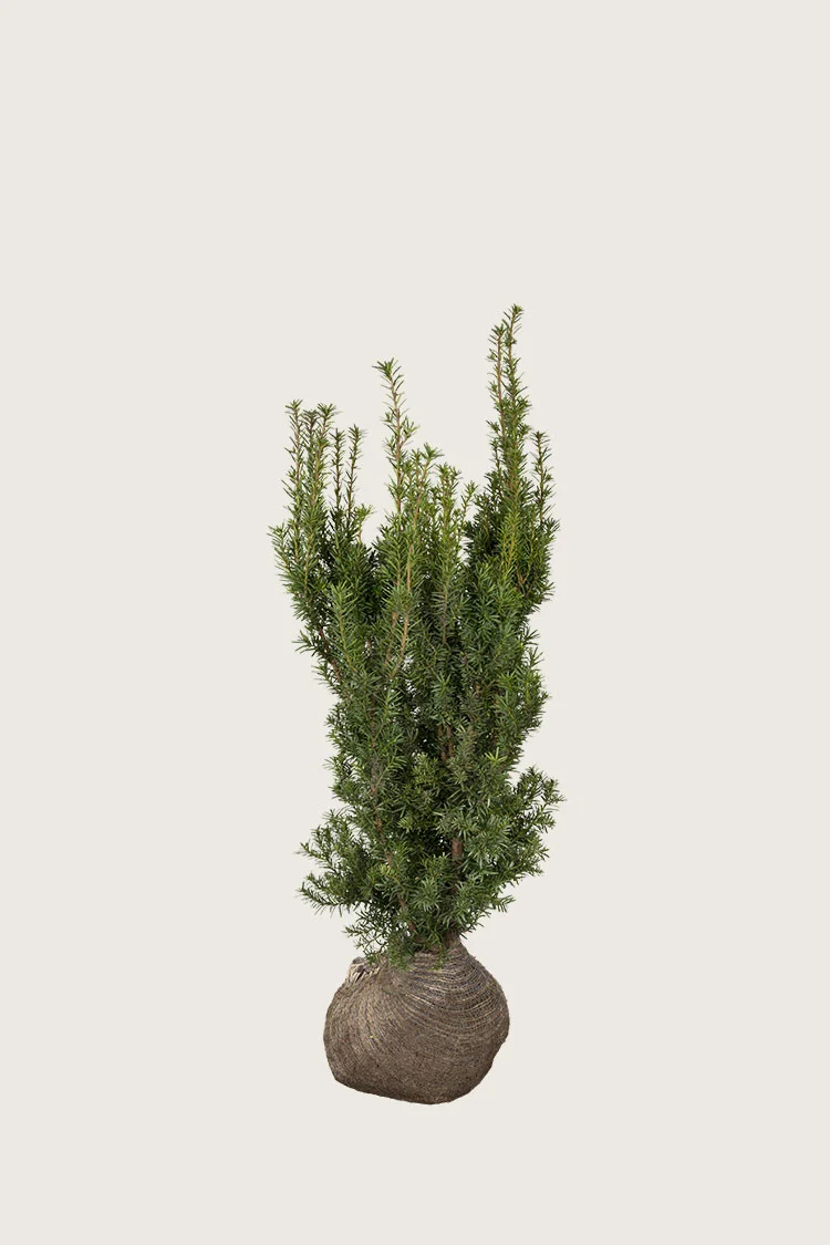 plantinavia20261015104107309606