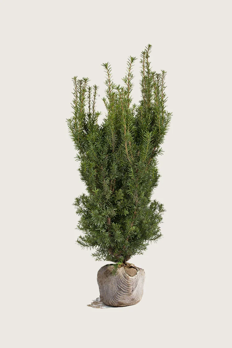 plantinavia20261015104110309625