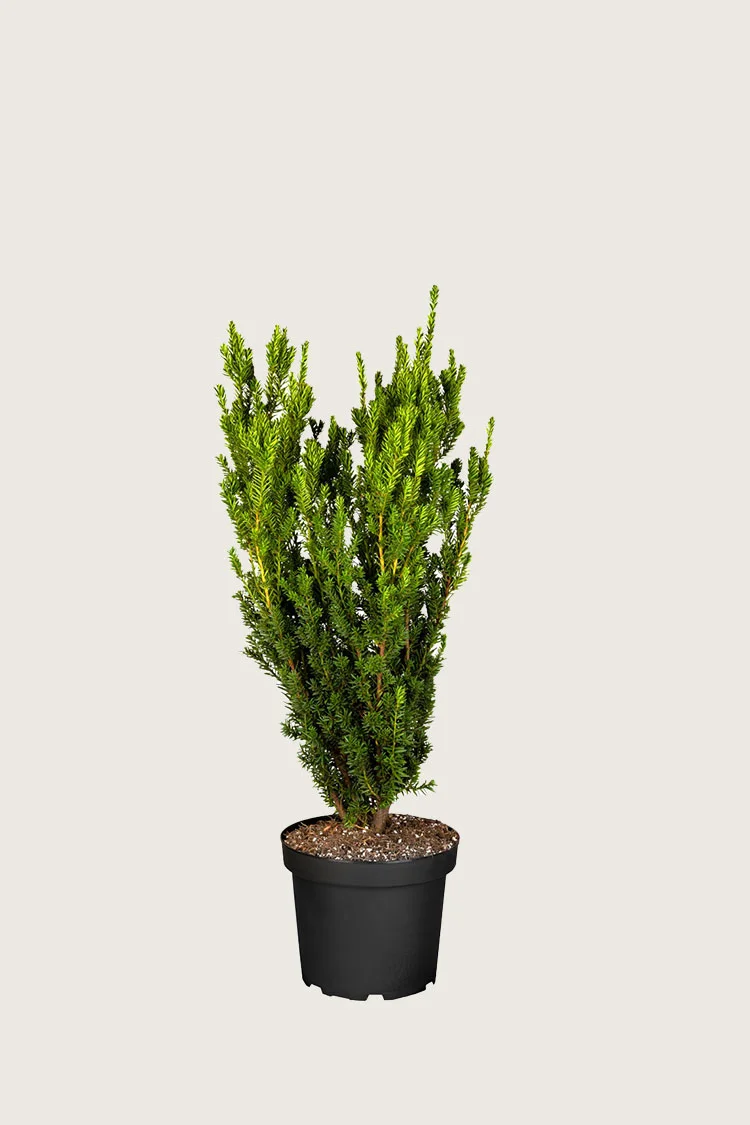 plantinavia20261015104111309633