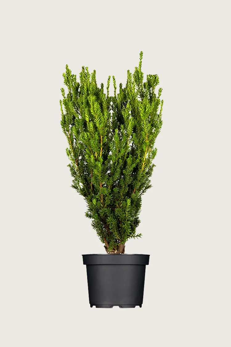 plantinavia20261015104112309639