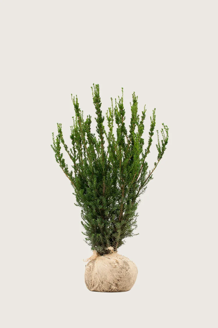 plantinavia20261015104114309650