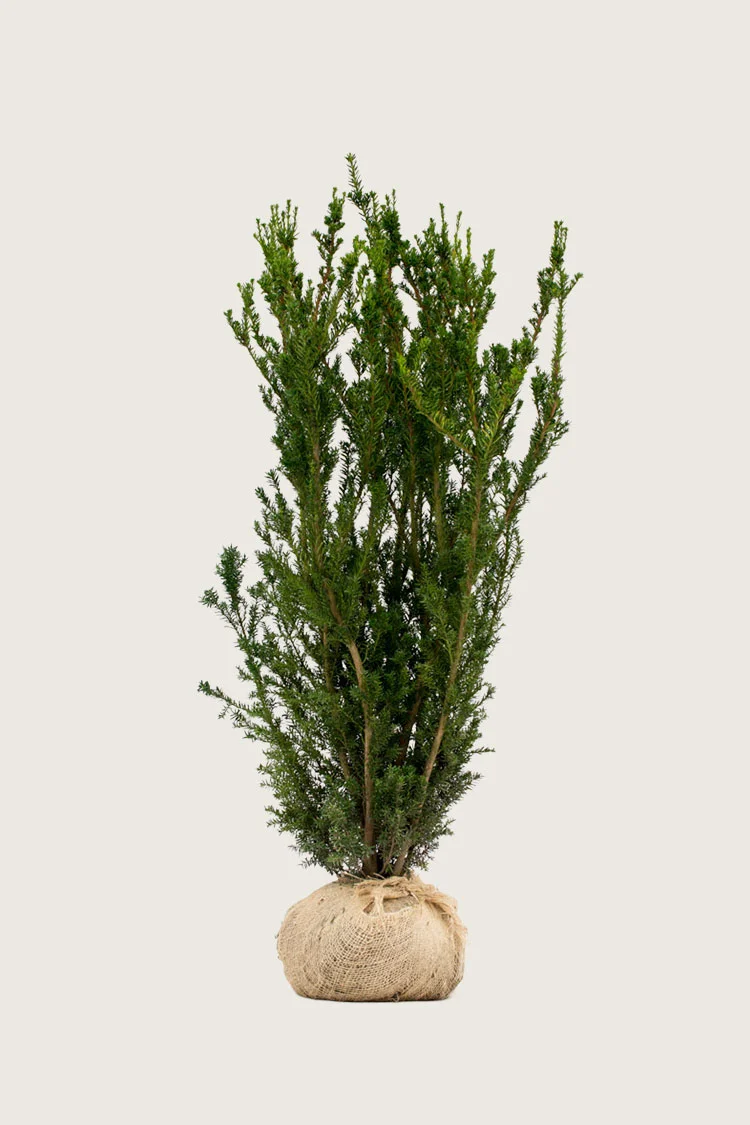 plantinavia20261015104116309662