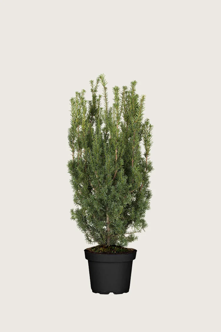 plantinavia20261015104117309673