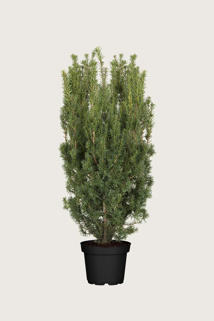 plantinavia20261015104118309676