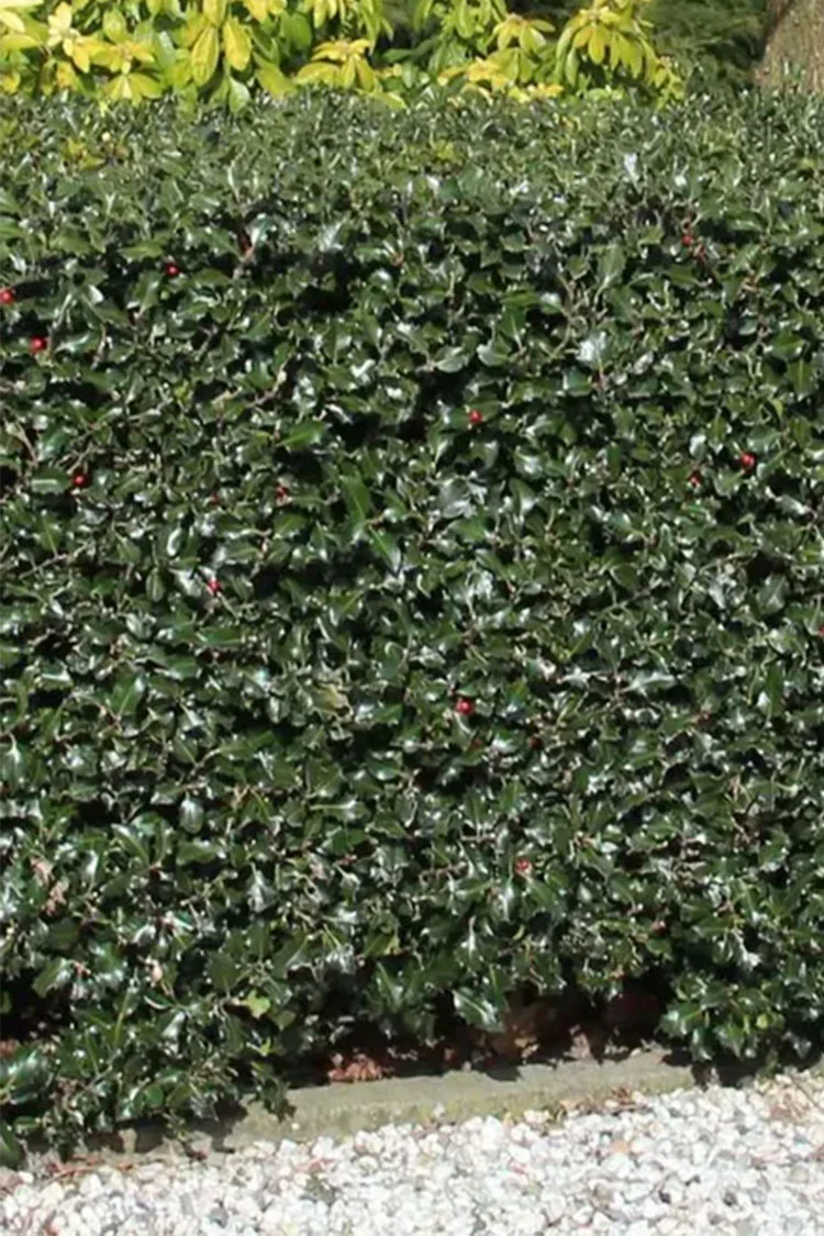 plantinavia20261015104122309704