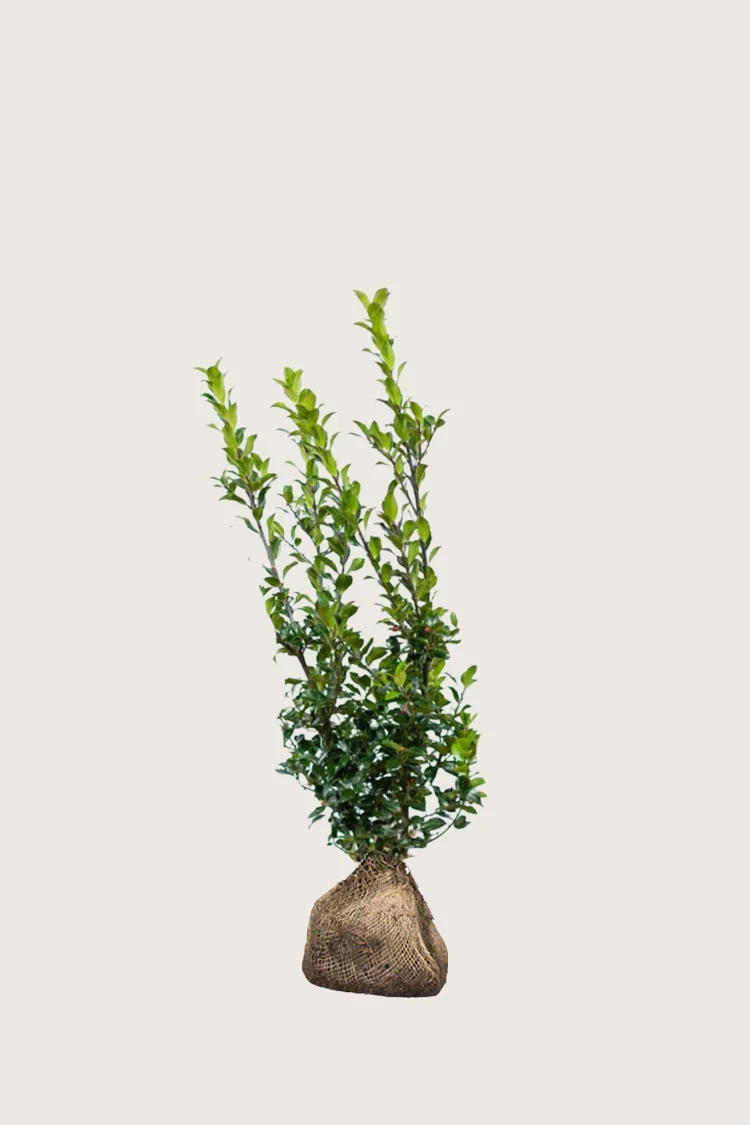 plantinavia20261015104130309761