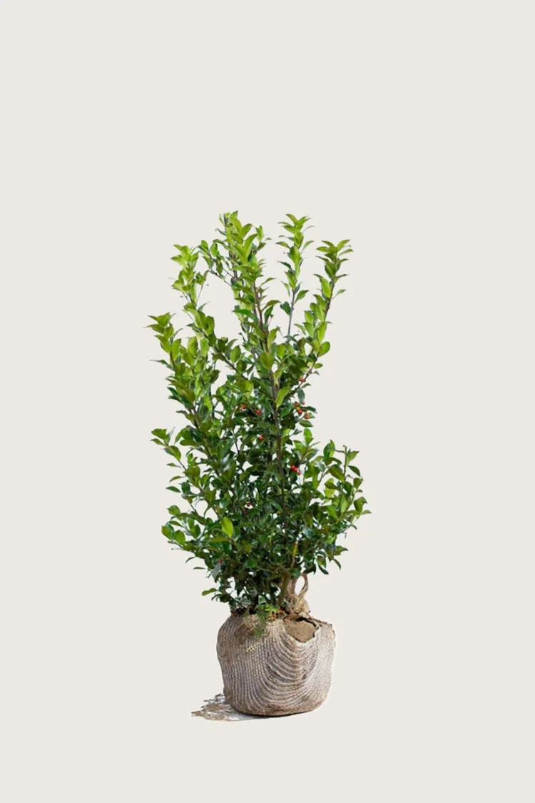 plantinavia20261015104132309777