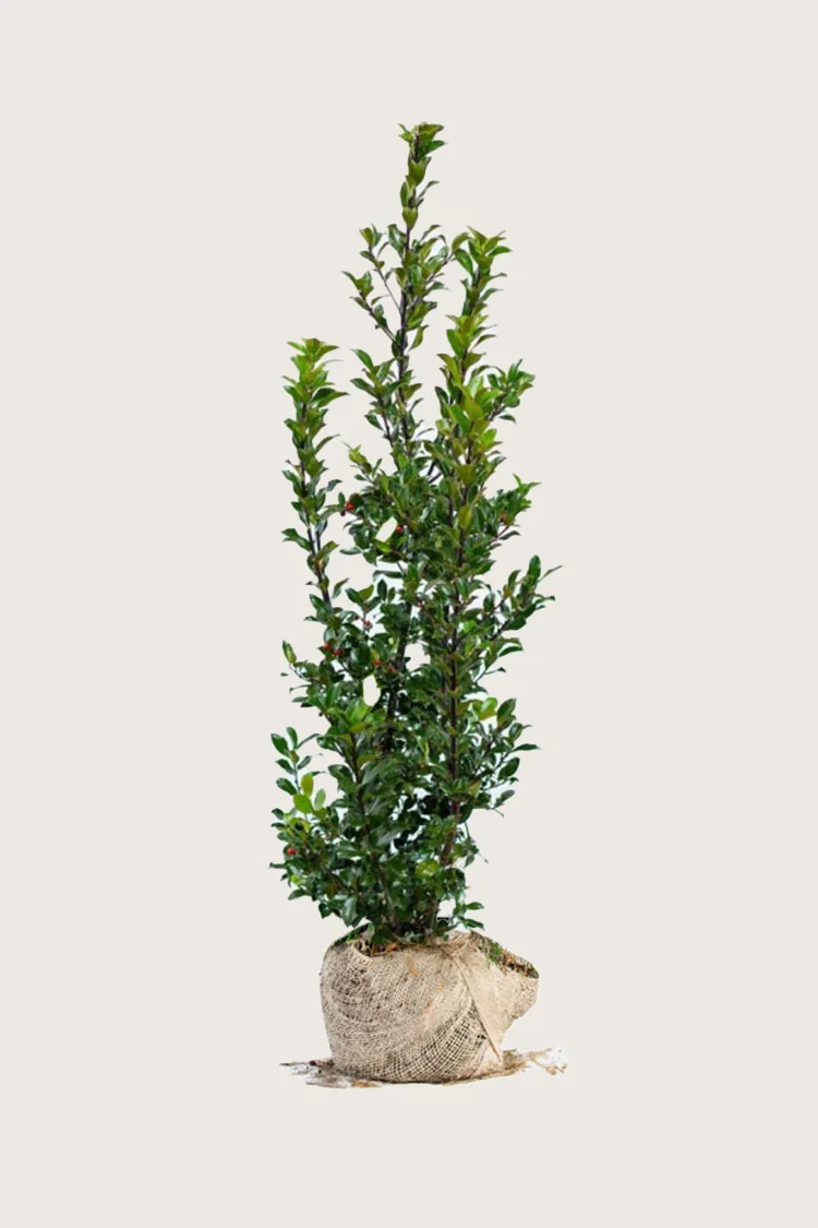 plantinavia20261015104133309783