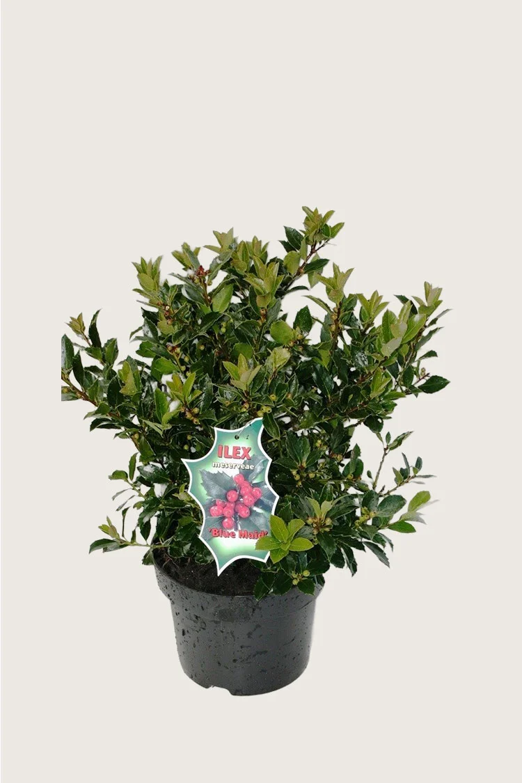 plantinavia20261015104136309804