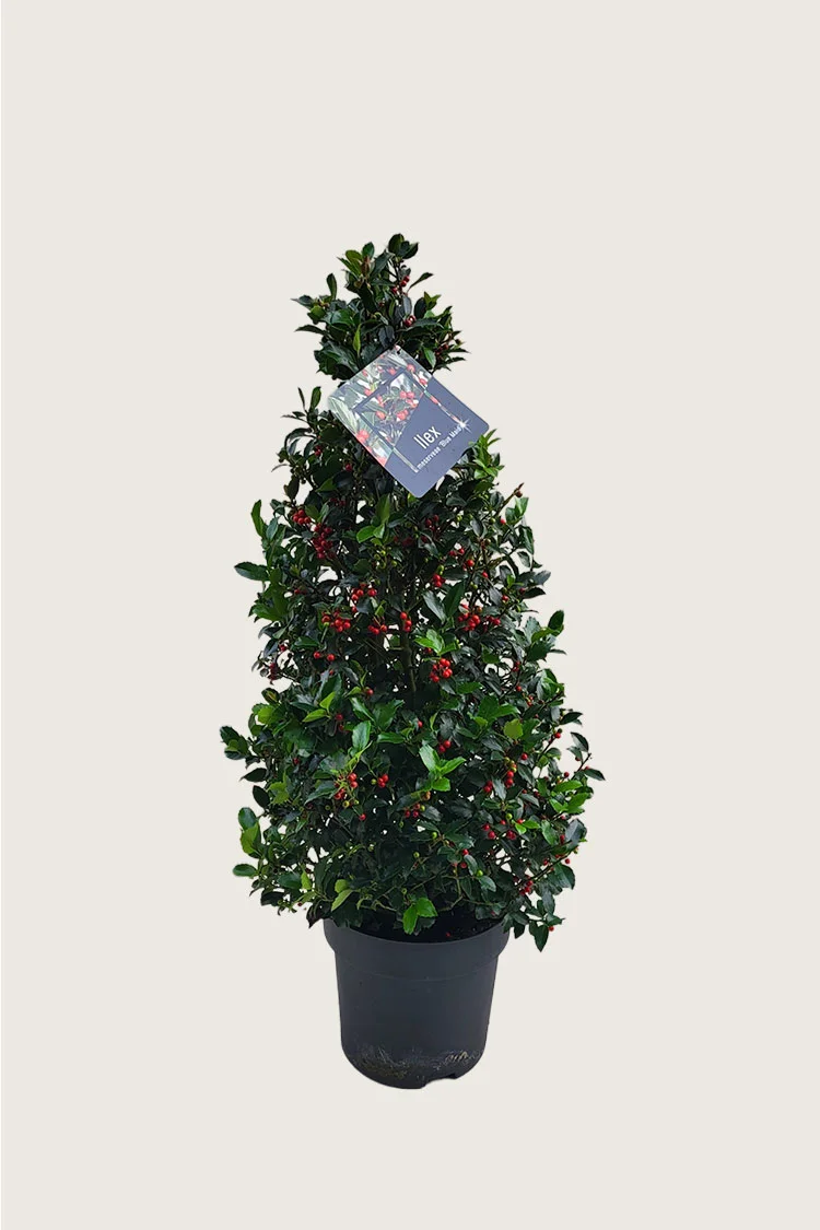 plantinavia20261015104137309813