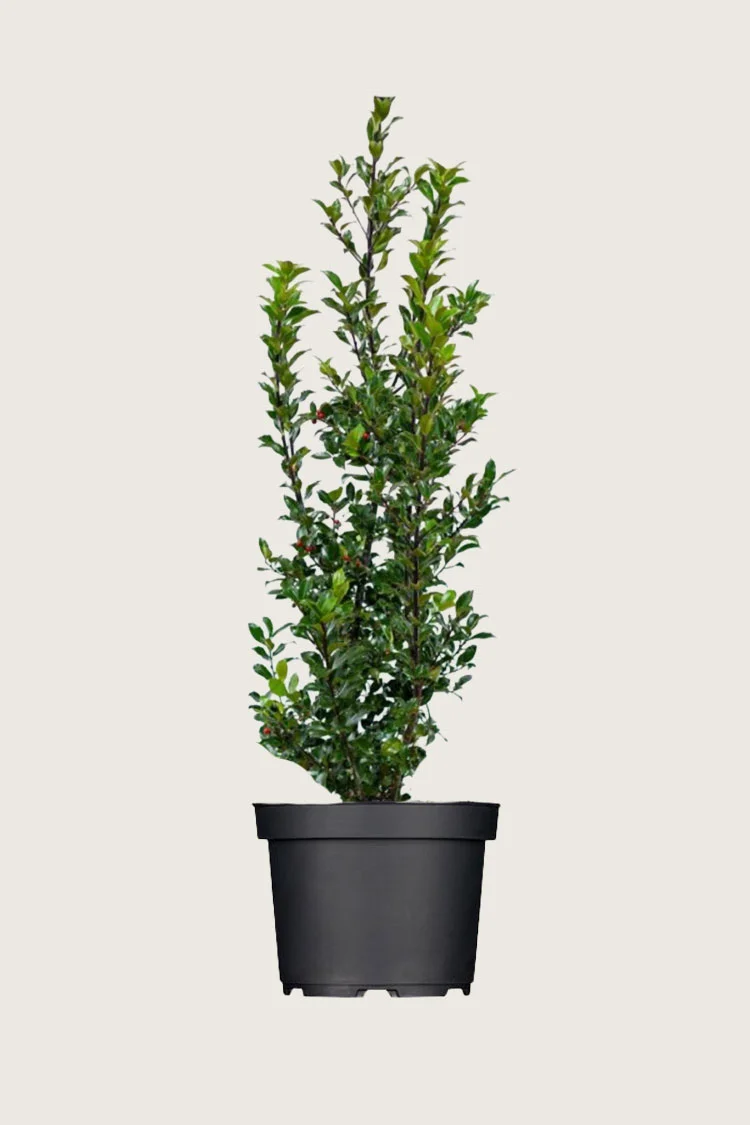 plantinavia20261015104140309833