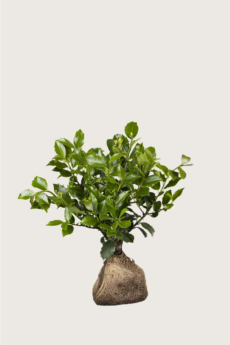 plantinavia20261015104141309843