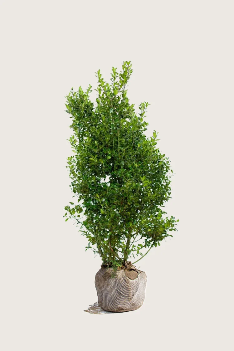 plantinavia20261015104142309850