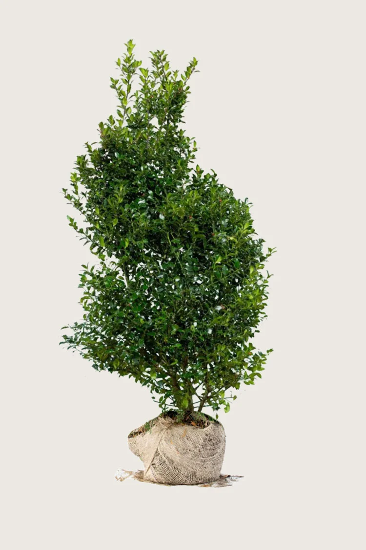 plantinavia20261015104144309864