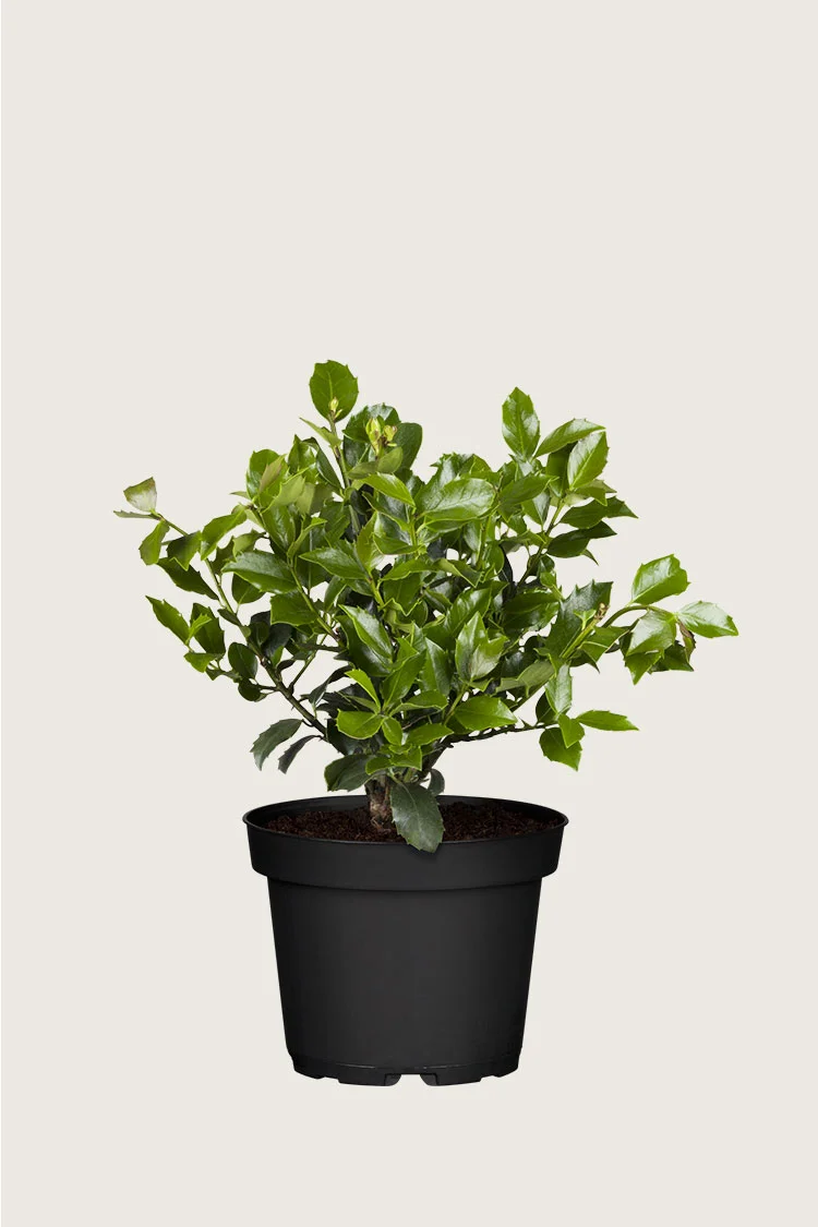 plantinavia20261015104146309877