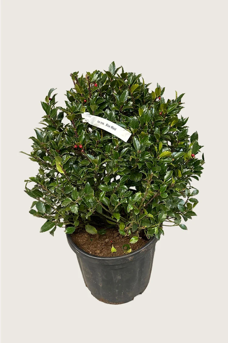 plantinavia20261015104149309898