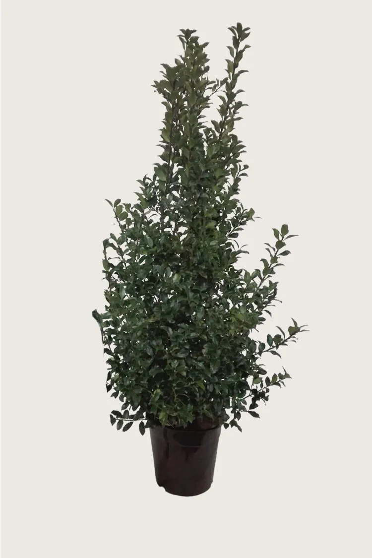 plantinavia20261015104149309905