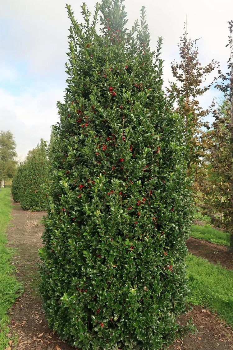 plantinavia20261015104154309938