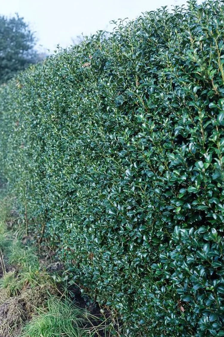 plantinavia20261015104201309990