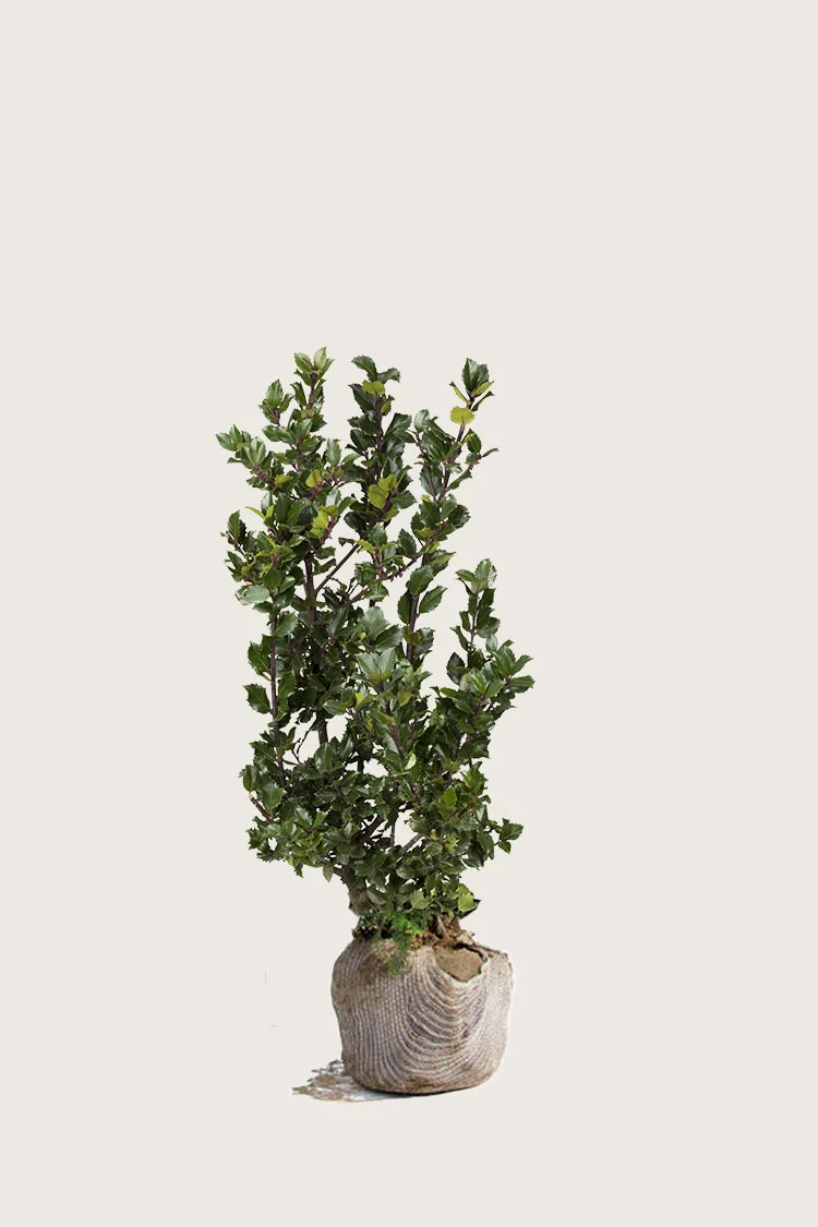 plantinavia20261015104204310018