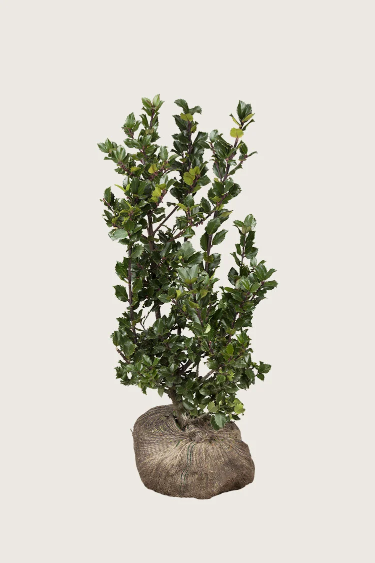 plantinavia20261015104205310023