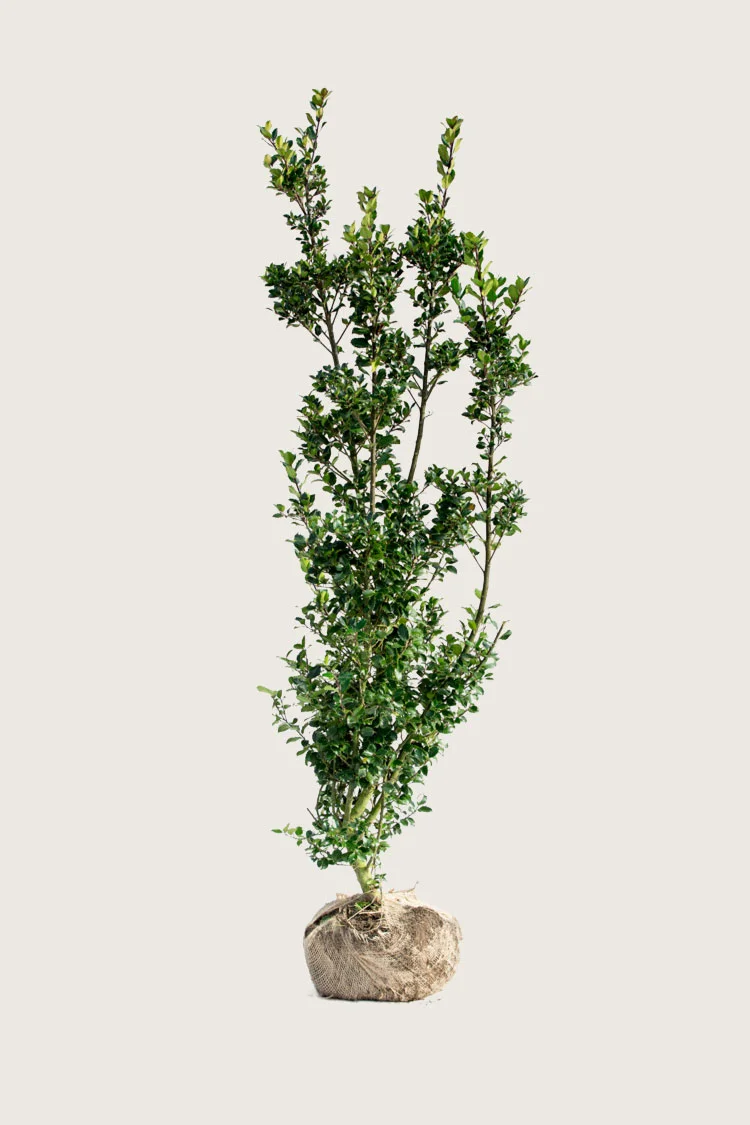 plantinavia20261015104208310043