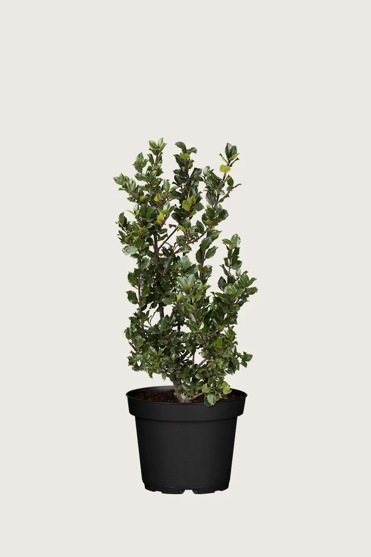 plantinavia20261015104209310058