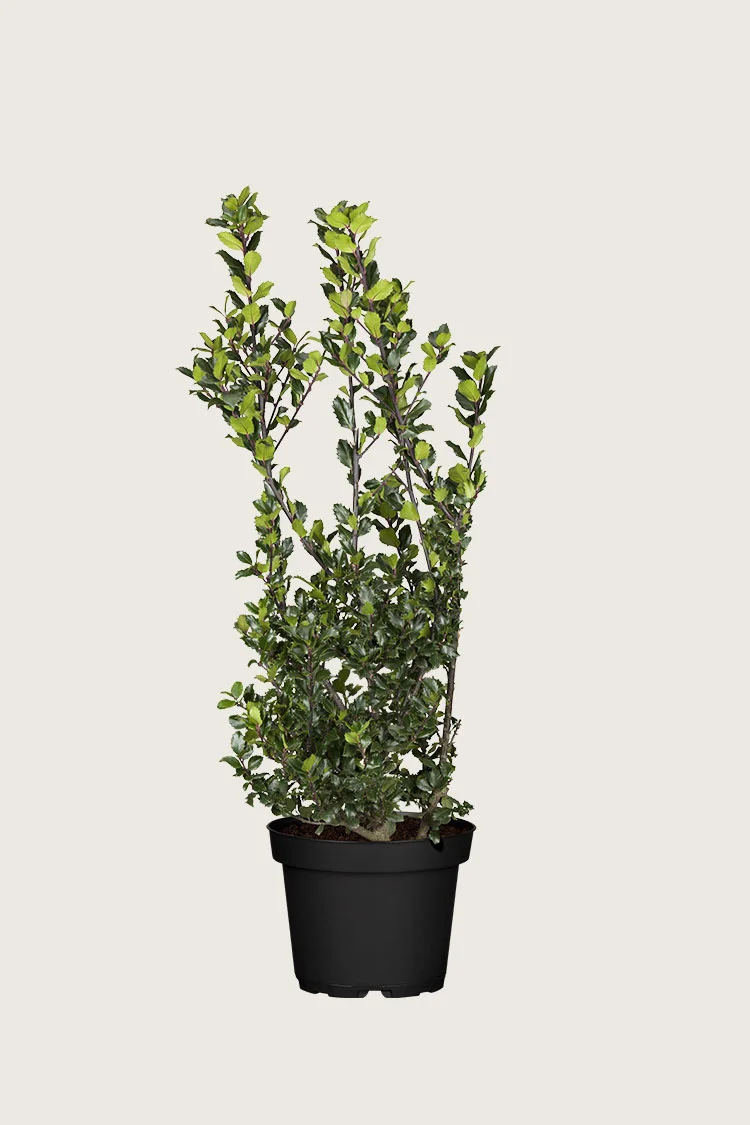 plantinavia20261015104210310066