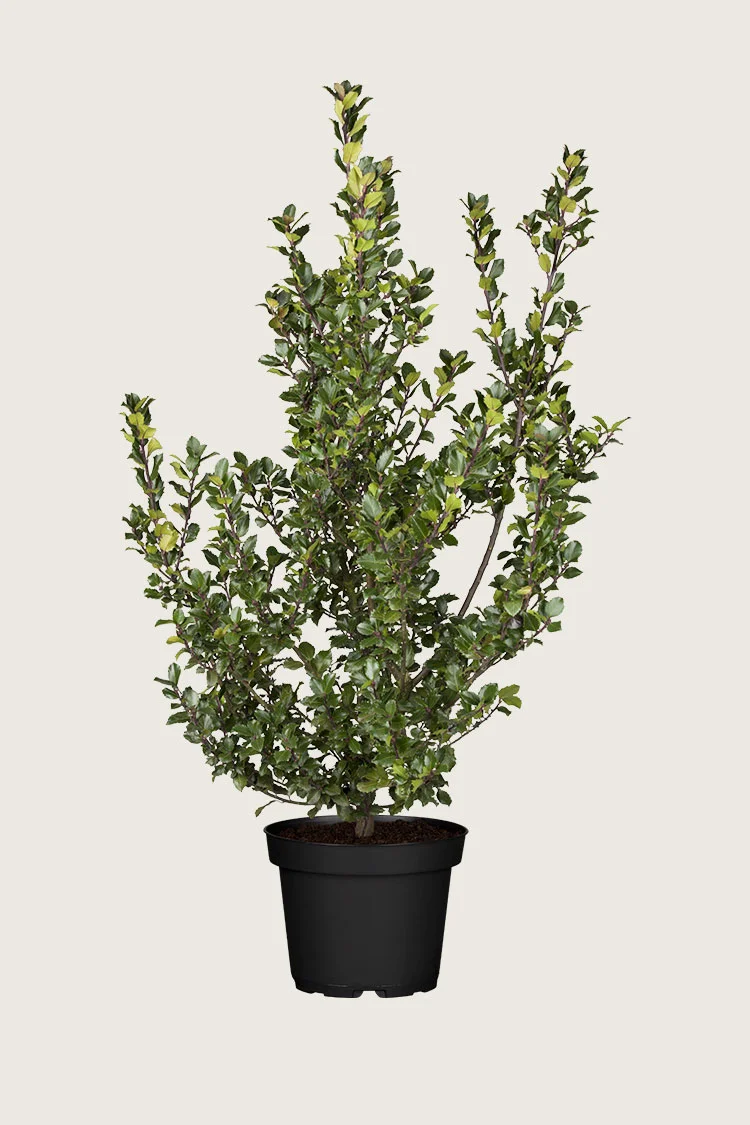 plantinavia20261015104213310084