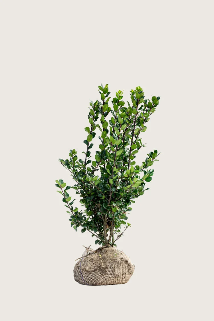 plantinavia20261015104214310092