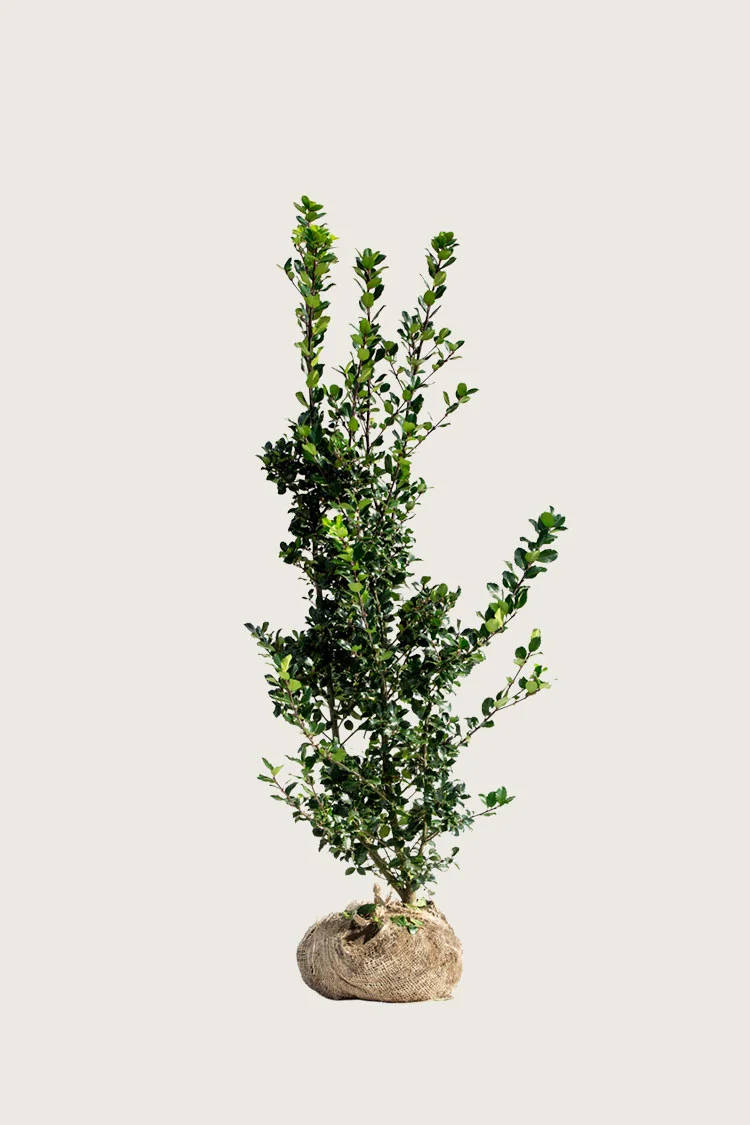 plantinavia20261015104215310098