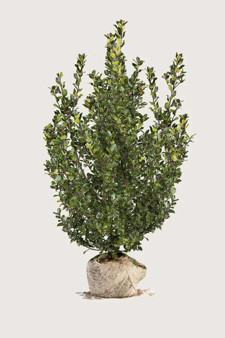 plantinavia20261015104217310112