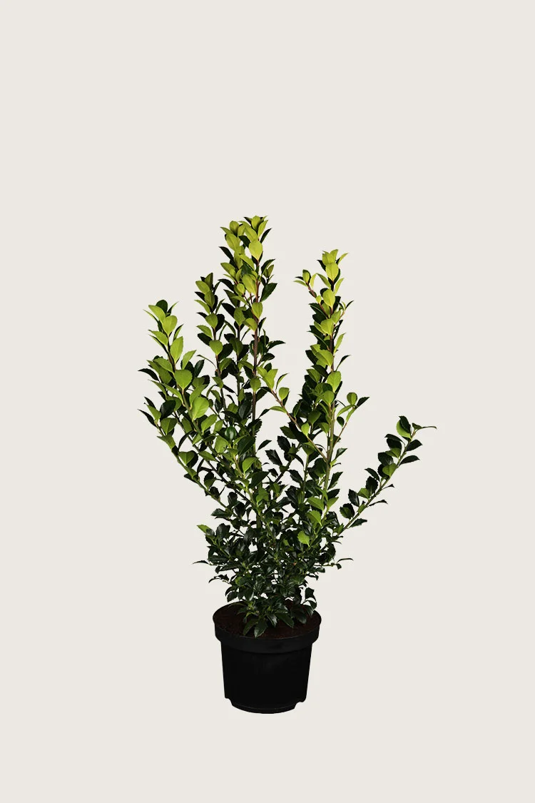 plantinavia20261015104219310131