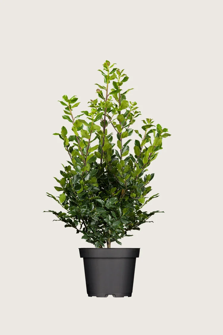 plantinavia20261015104221310140