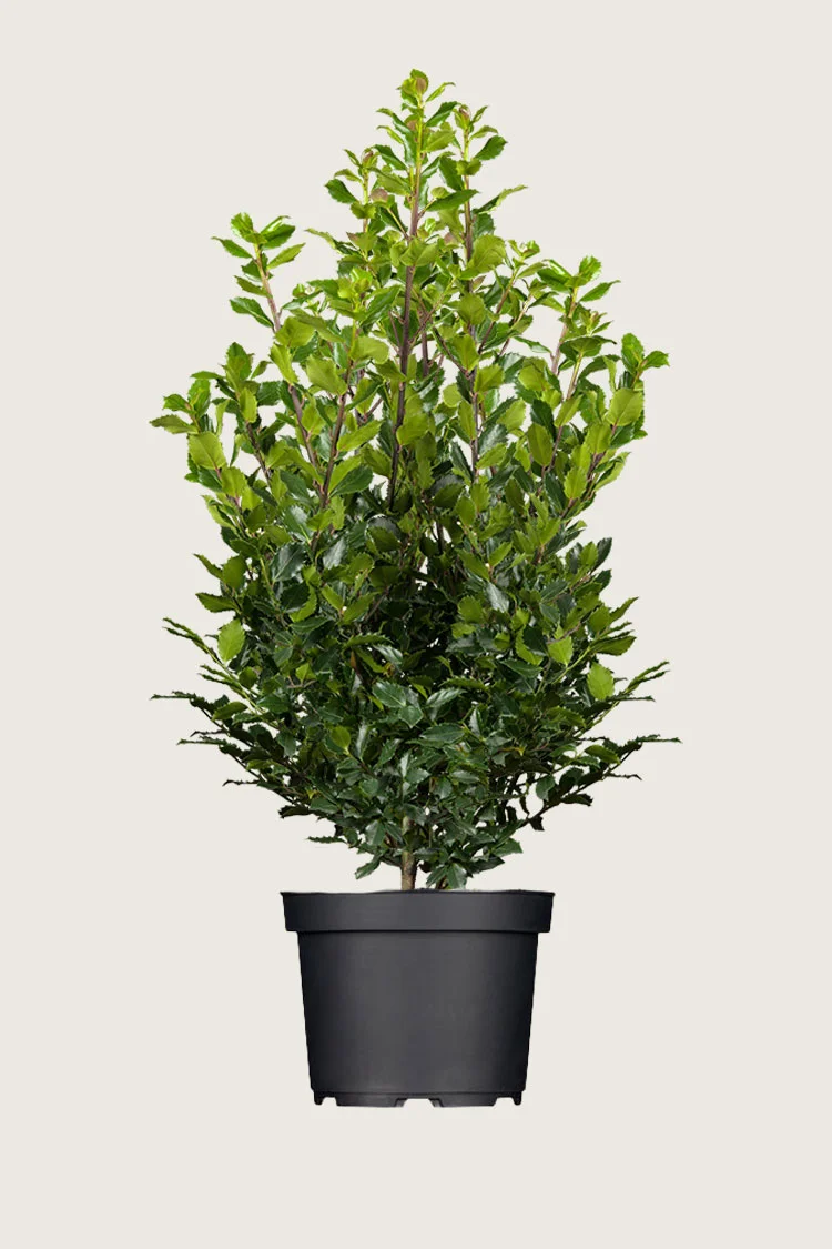 plantinavia20261015104223310157