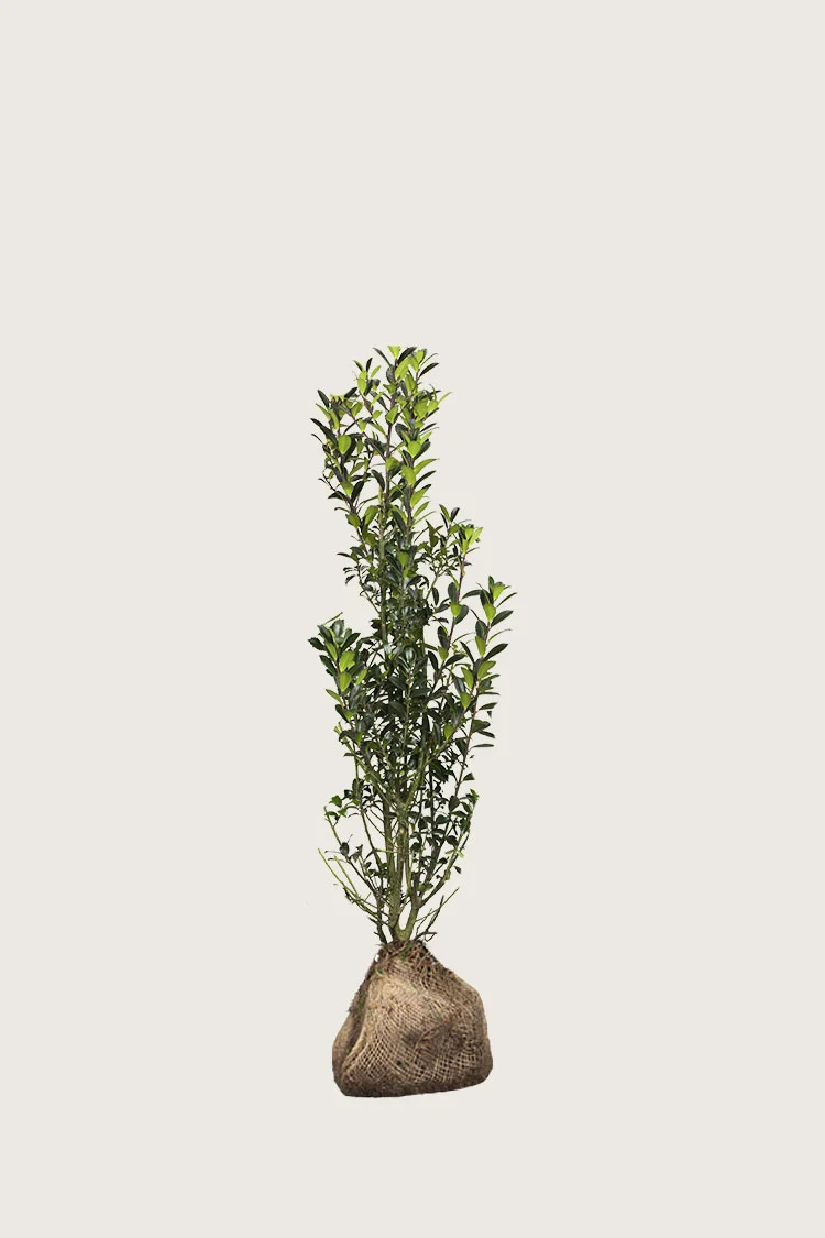 plantinavia20261015104237310270