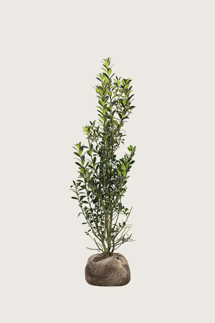 plantinavia20261015104238310275
