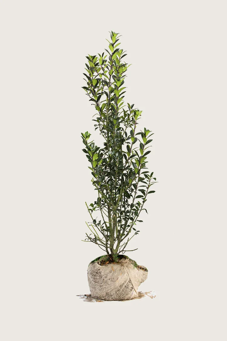 plantinavia20261015104240310291