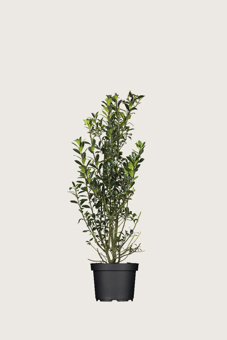 plantinavia20261015104243310315