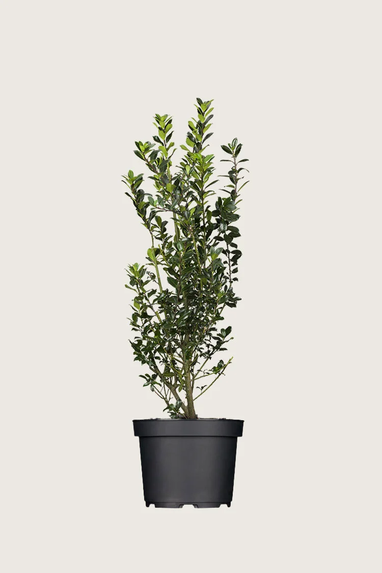 plantinavia20261015104244310325