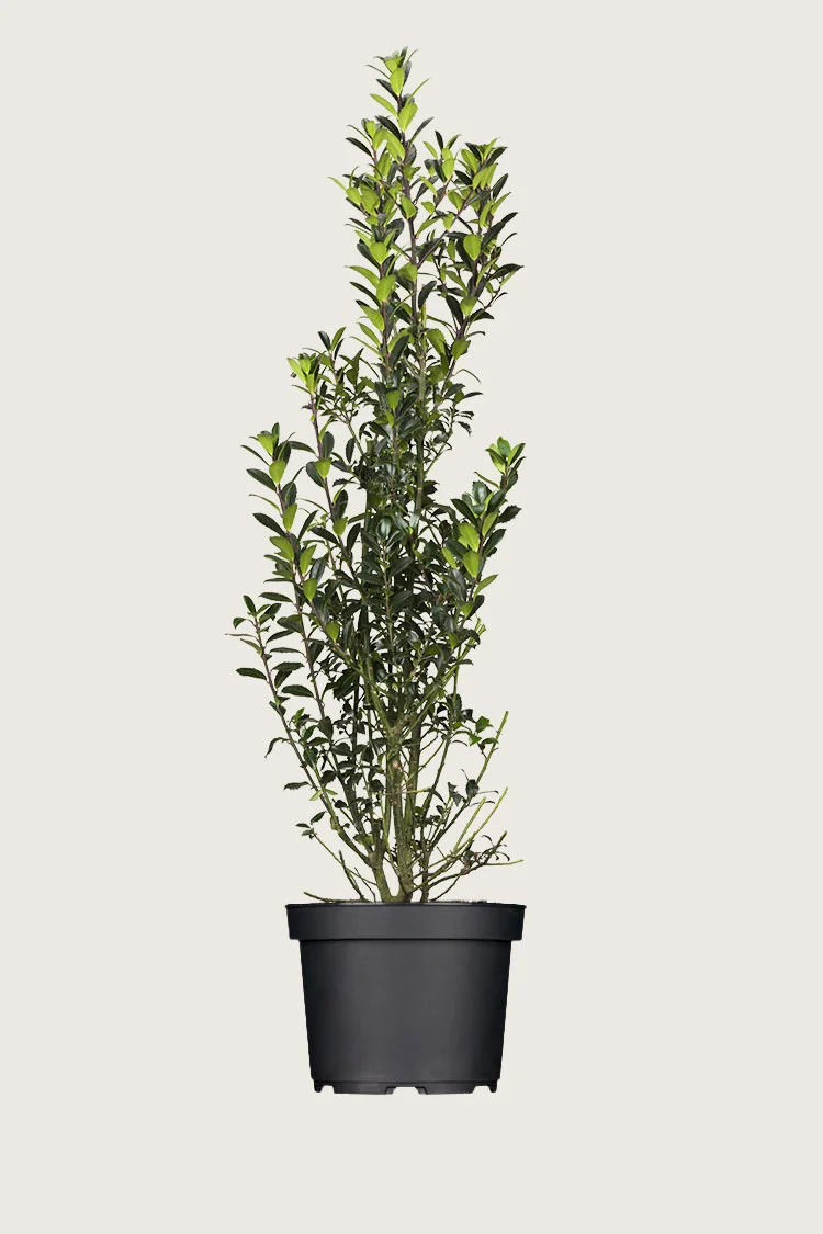 plantinavia20261015104246310336