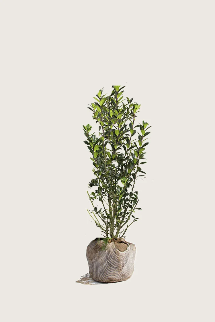 plantinavia20261015104247310353