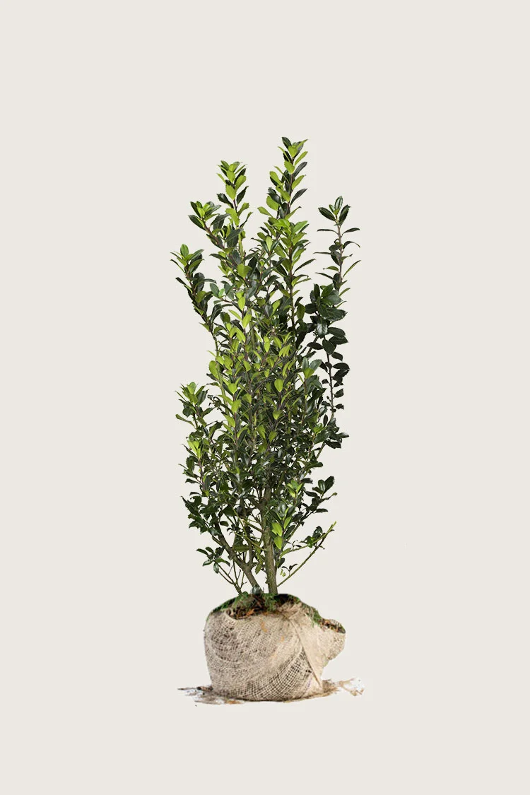 plantinavia20261015104248310360