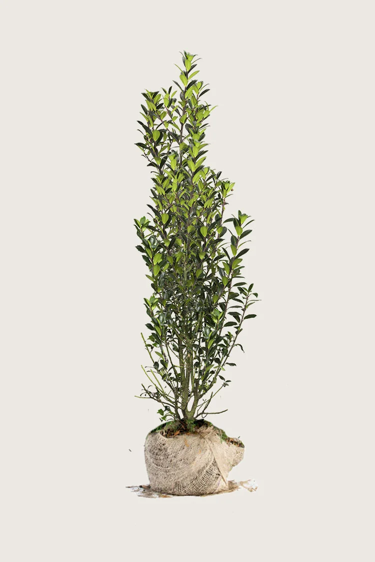 plantinavia20261015104251310376