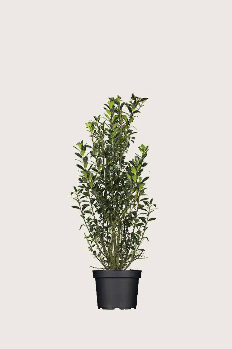 plantinavia20261015104252310389
