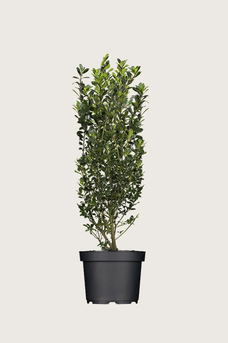 plantinavia20261015104254310407