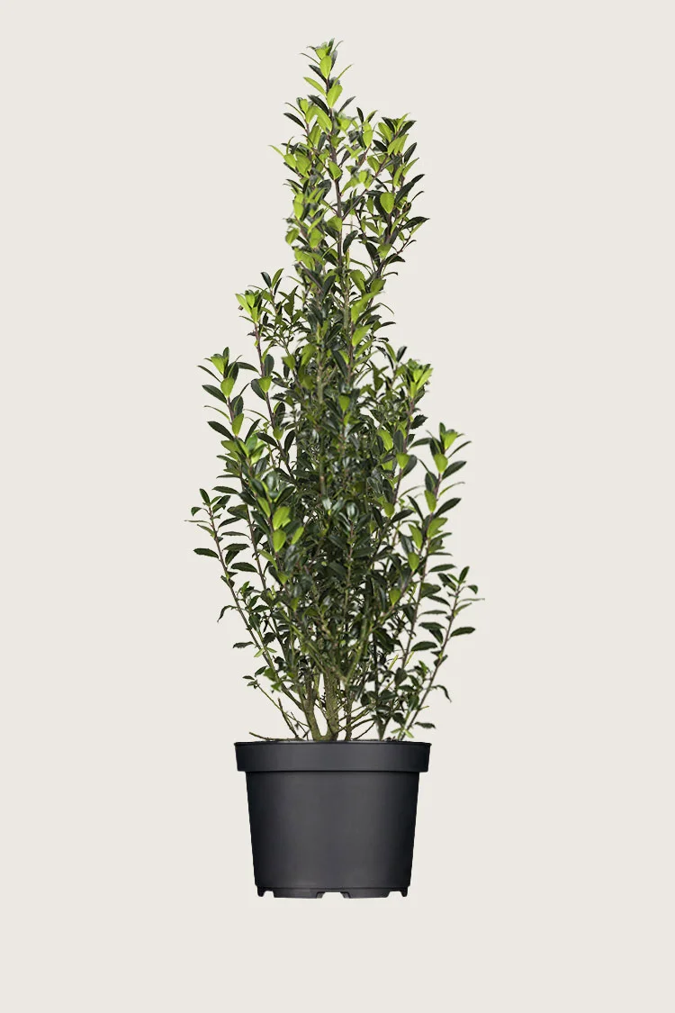 plantinavia20261015104256310422