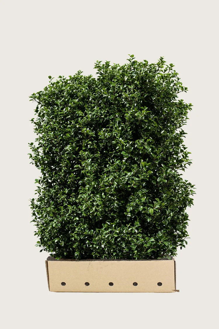 plantinavia20261015104257310427